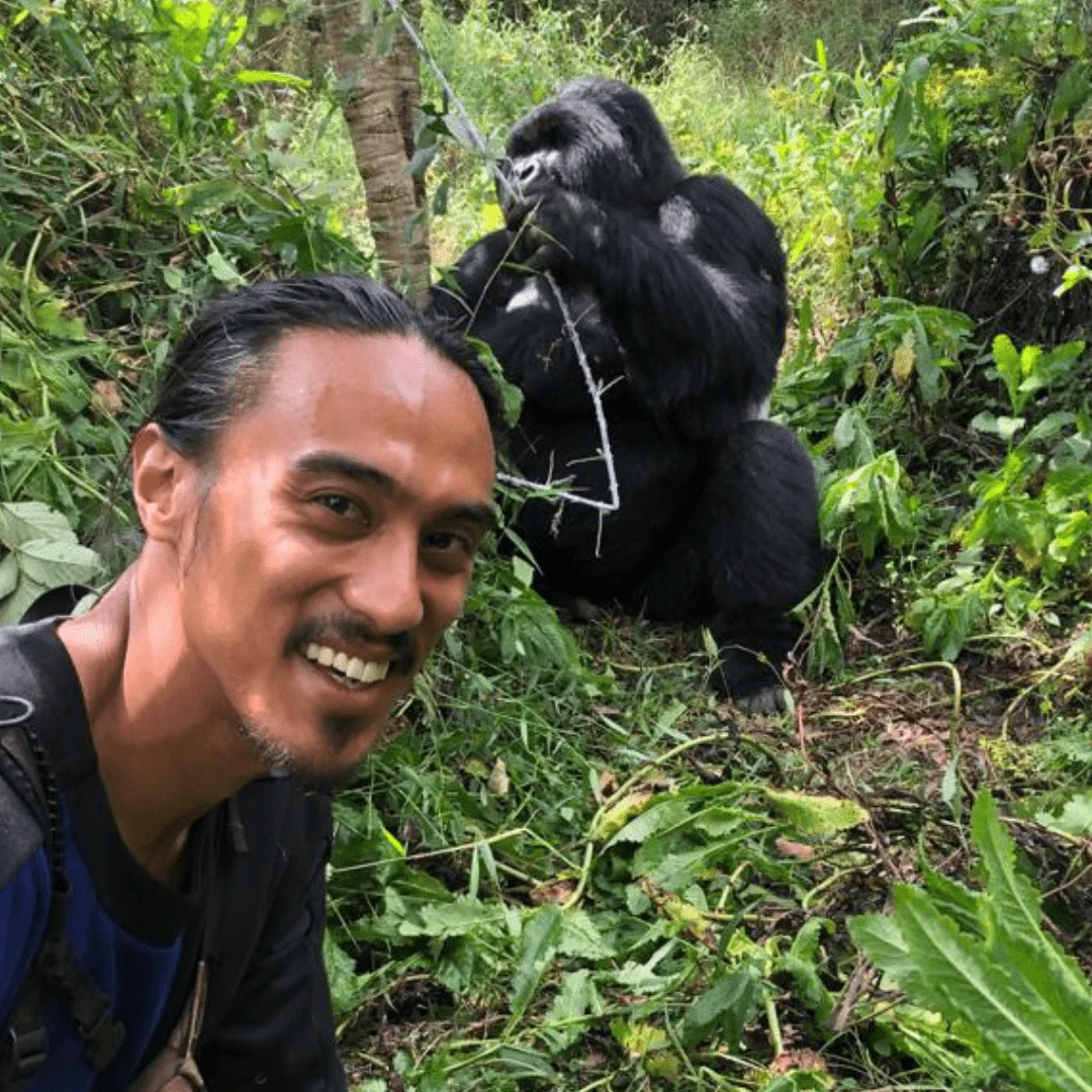 Silverback Mountain Gorillas