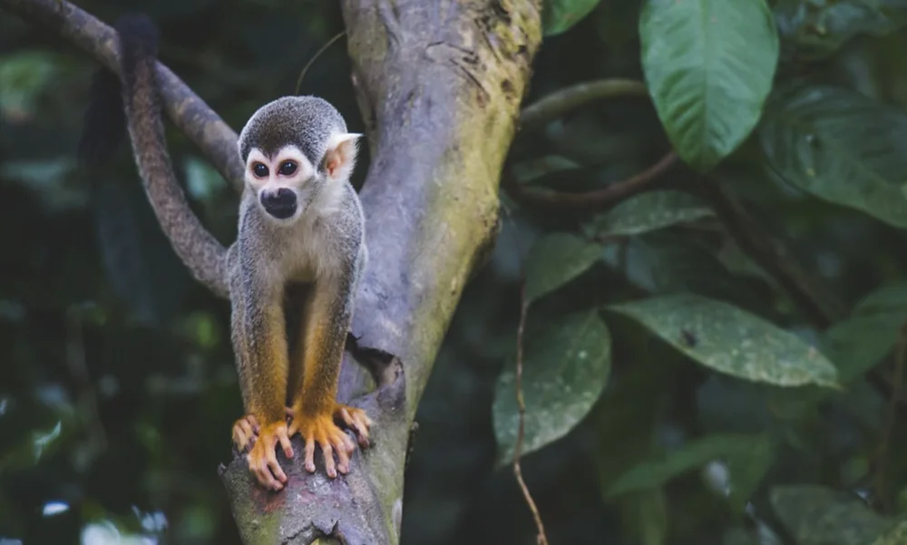 biodiverse