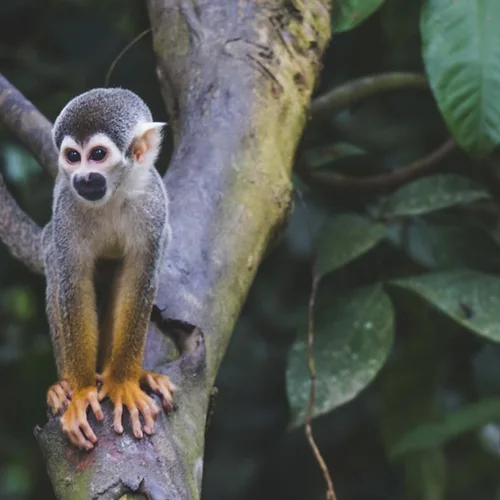 biodiverse