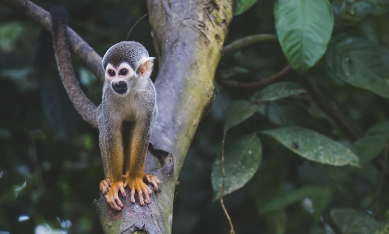 biodiverse