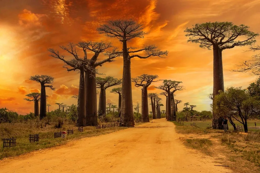 madagascar