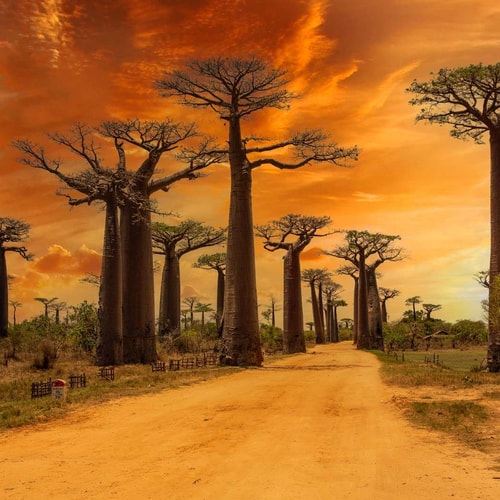 madagascar