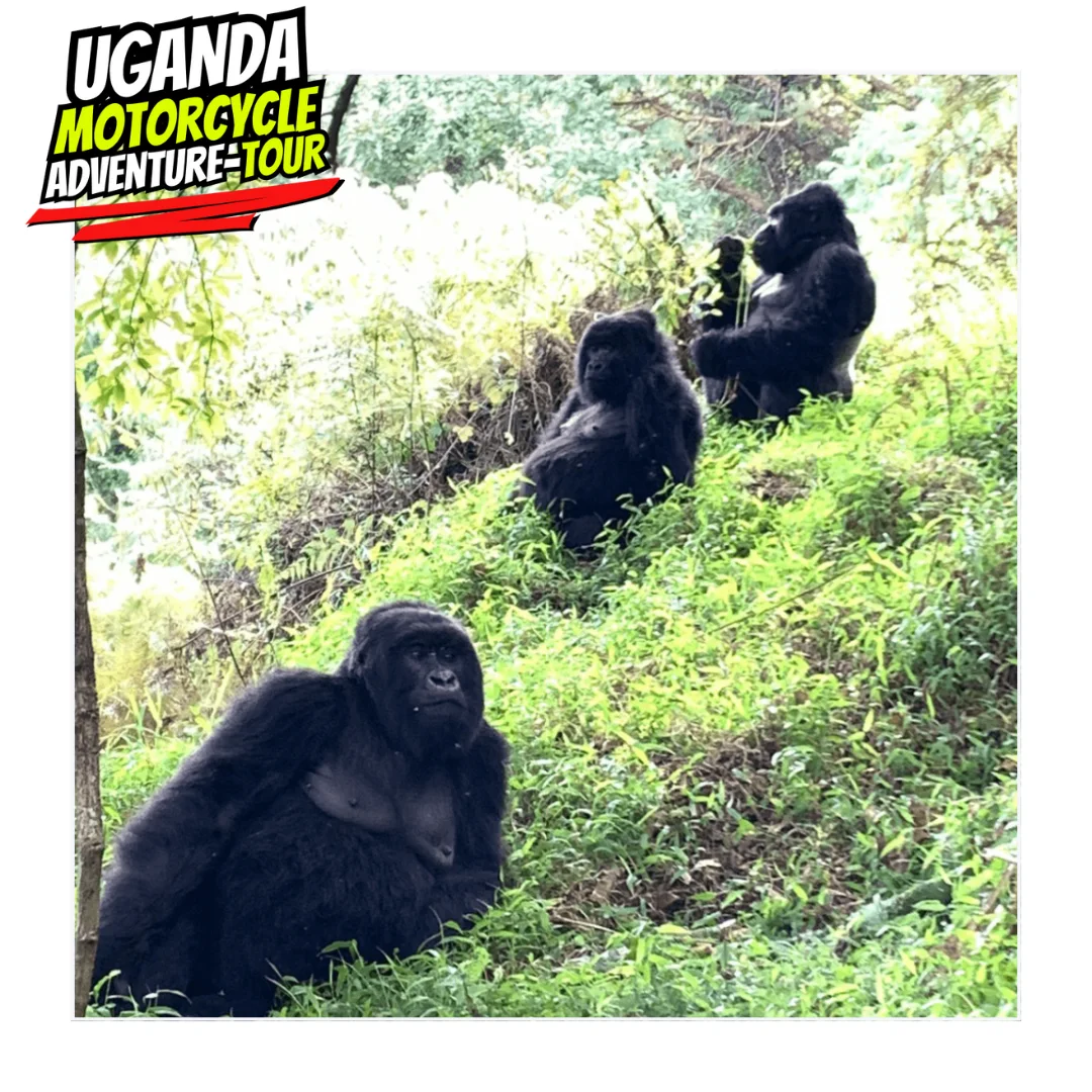 DAY 7 ITINE UGANDA