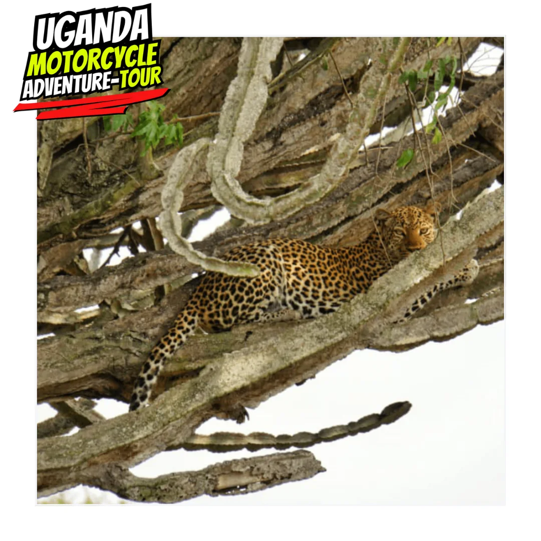 DAY 8 ITINE UGANDA