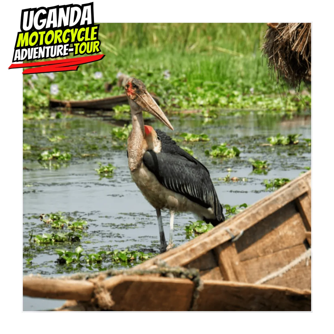 DAY OBS ITINE UGANDA