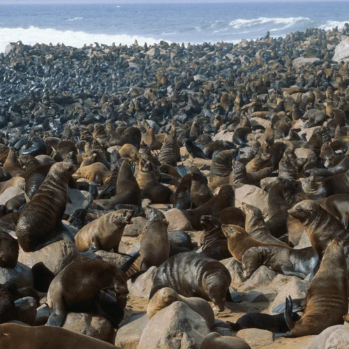 Seal Colony