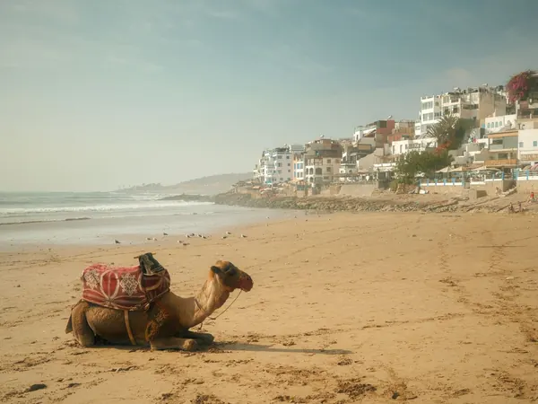 Atlantic coast near Agadir, camel on the beach