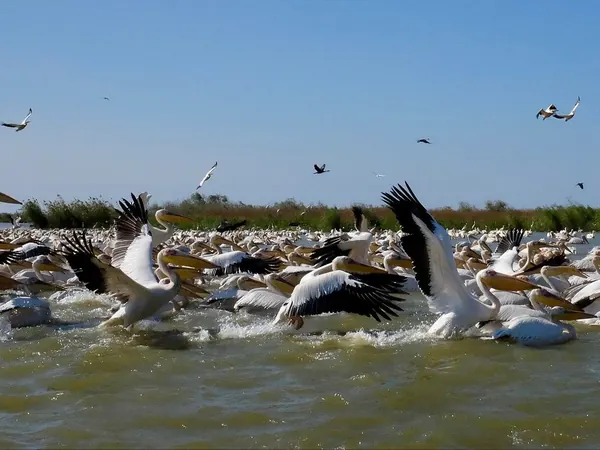 Djoudj National Bird Sanctuary, great white pelicans