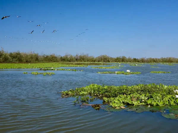 Djoudj National Bird Sanctuary, wetlands and water lilies