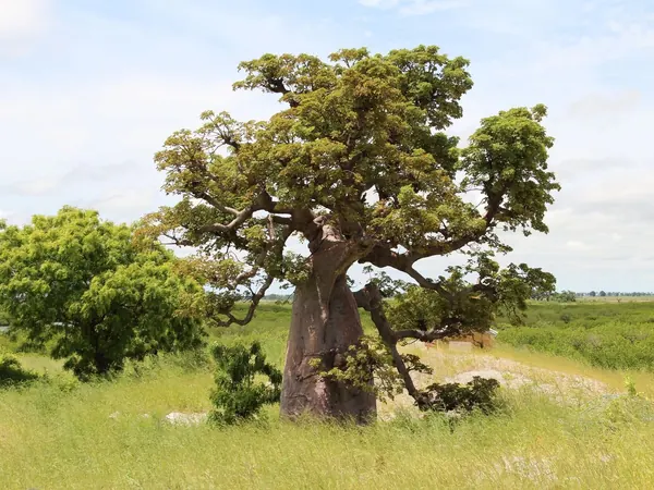 Baobab in the Senegalese bush on the road to Dakar