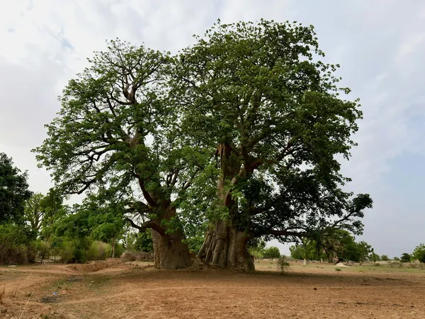Twin baobab in the Senegalese savannah, eastern Senegal