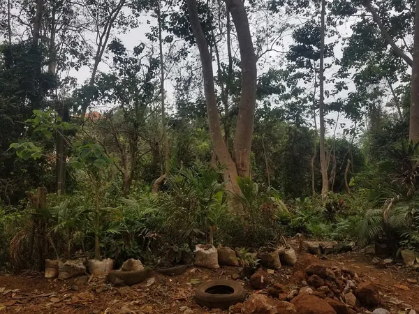 Tropical forest zone of southeastern Guinea (forest nursery)
