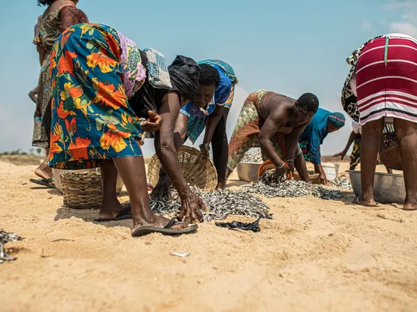 Fish harvest on Keta beach, Volta Region