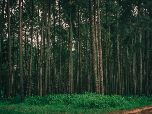 Pine forest near Enugu (Ngwo)