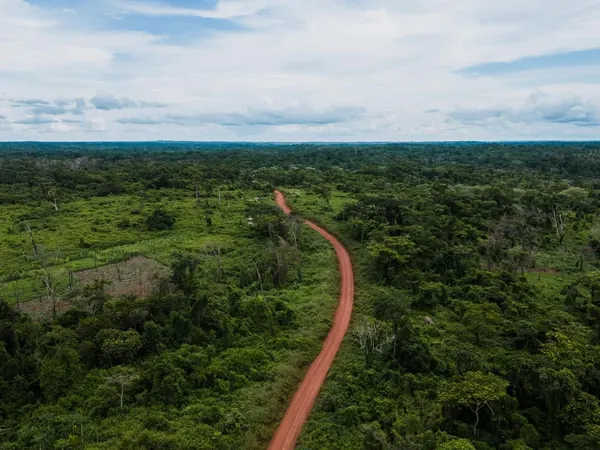 Winding forest track in the Cameroon rainforest belt