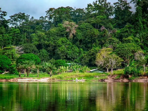 Rainforest on the banks of the Ogooué, Gabon