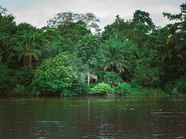 Gabonese rainforest along a river (Moyen-Ogooué region)