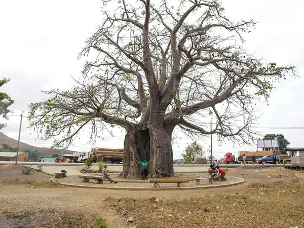 Dolisie, baobab roundabout with timber trucks