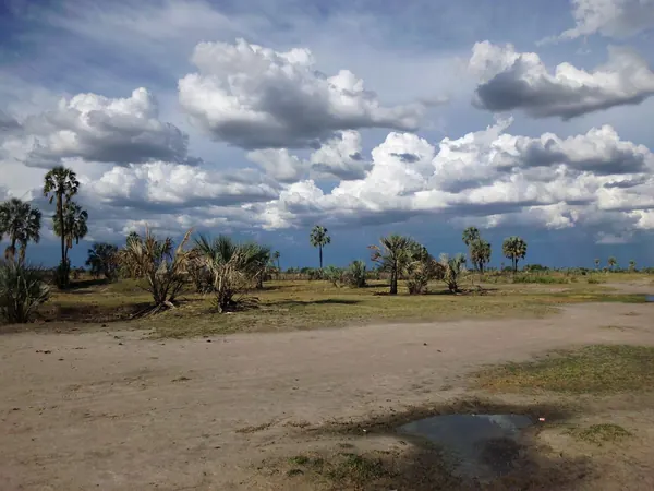 Makalani palms of Ovamboland, northern Namibia
