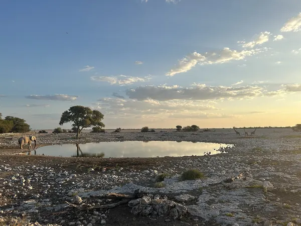 Etosha, Okaukuejo waterhole at dawn
