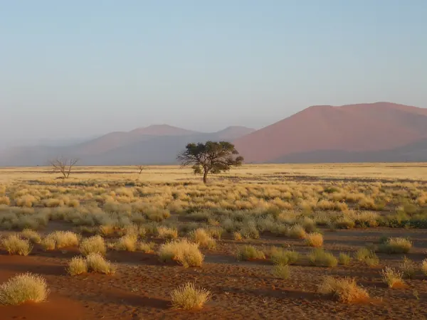 Sesriem, grassland and red dunes at sunset