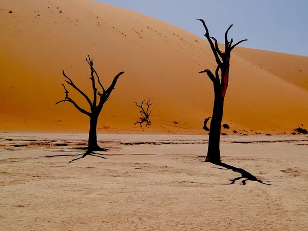 Deadvlei, camelthorn trees and red dunes