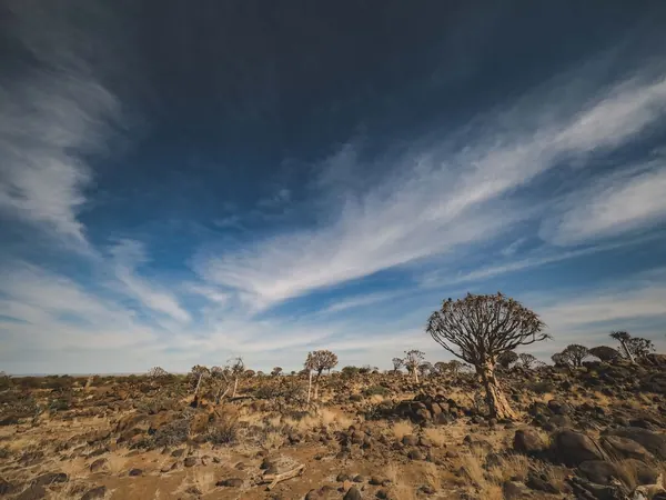 Quiver Tree Forest near Keetmanshoop