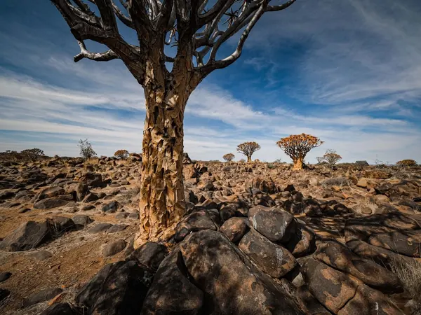 Quiver trees on the dolerite rocks near Keetmanshoop