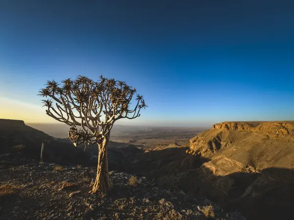 Quiver tree on the rim of Fish River Canyon