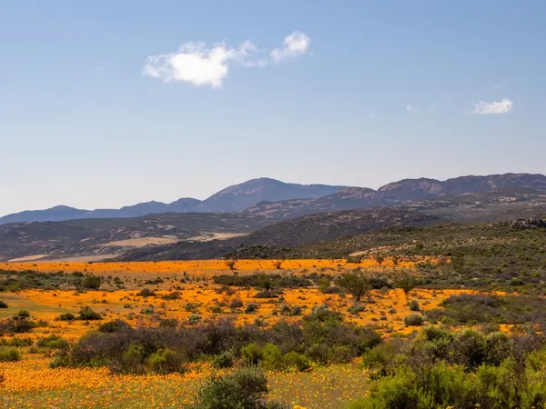 Namaqualand spring flowers, Northern Cape