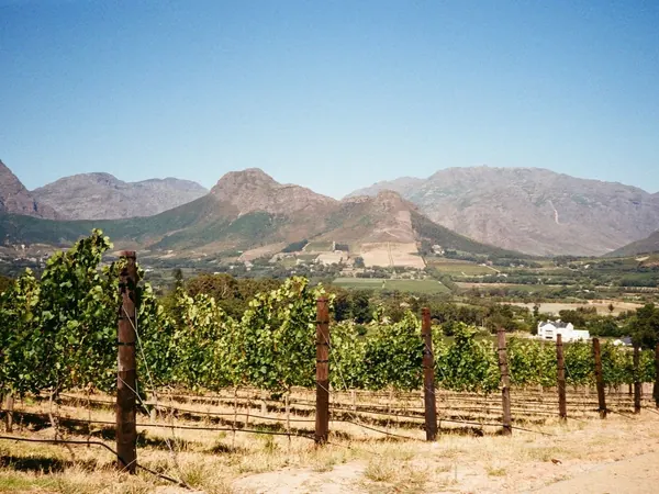 Vineyards and mountains of Franschhoek