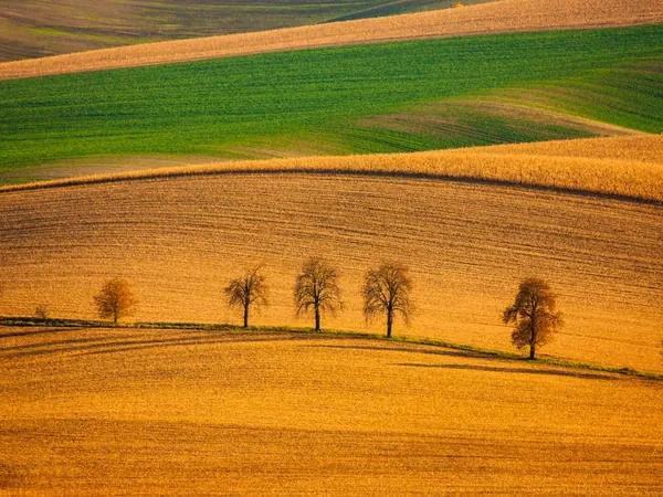 South Moravia rolling fields