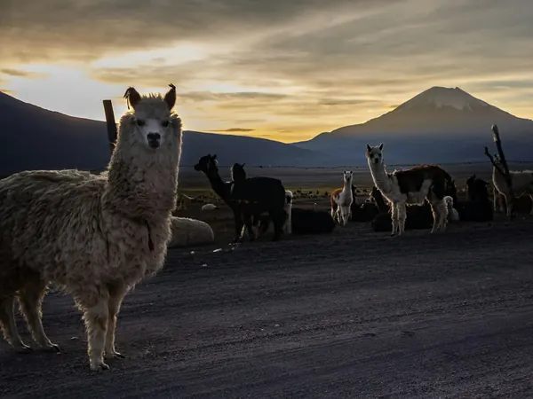 Llamas on the road, Oruro department