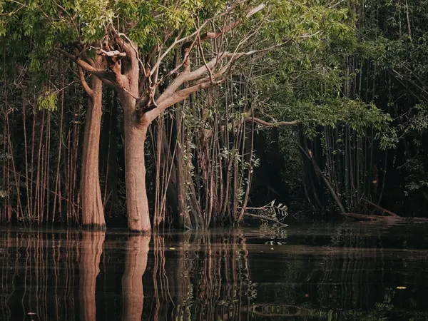 Igapรณ (flooded forest) in the Amazon, Amazonas state (Igapรณ-Aรงu region; no free photo of the village exists)