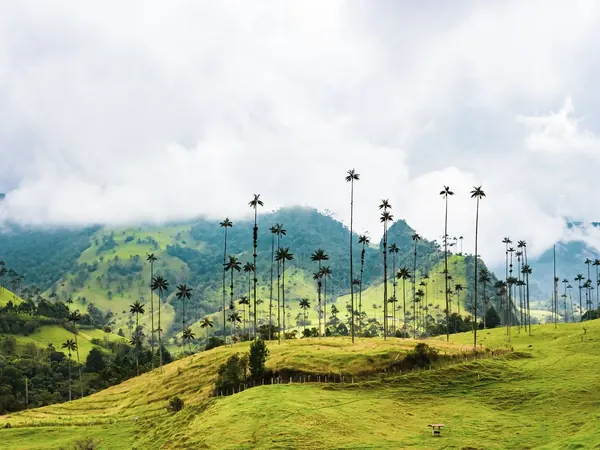Cocora Valley, wax palms (Salento)