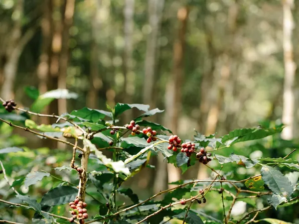 Coffee plantation, ripening coffee cherries