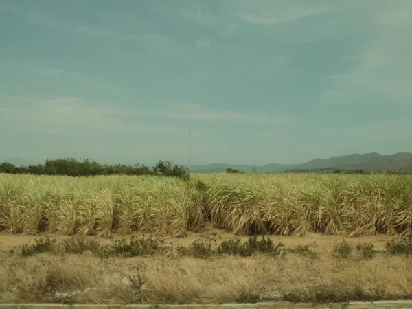 Cauca Valley sugarcane plantations
