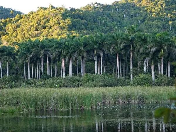 Las Terrazas, lake and royal palms in the Sierra del Rosario biosphere reserve