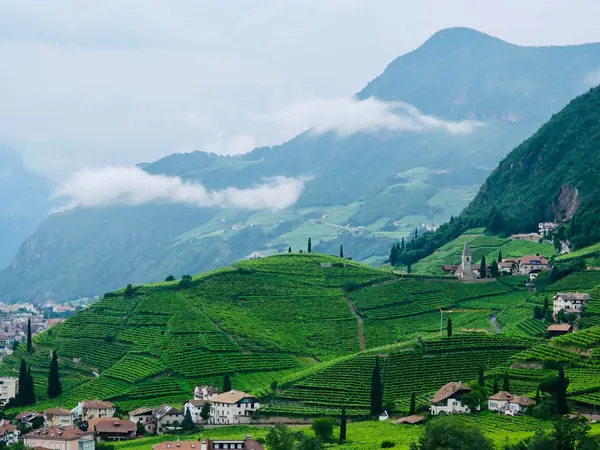 Bolzano, vineyards above the city