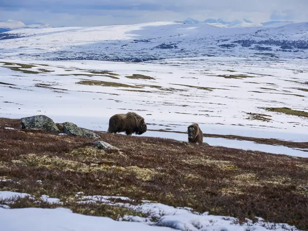 Dovrefjell plateau near Dombås, musk oxen