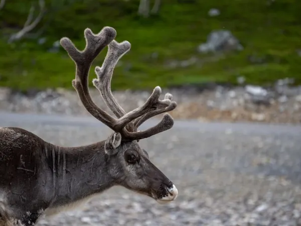 Reindeer in Finnmark