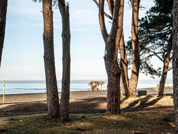 Black Sea coast, pine forest and beach (Shekvetili area)