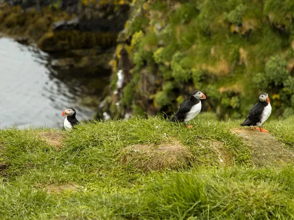 Atlantic puffins on a grassy cliff (Iceland)
