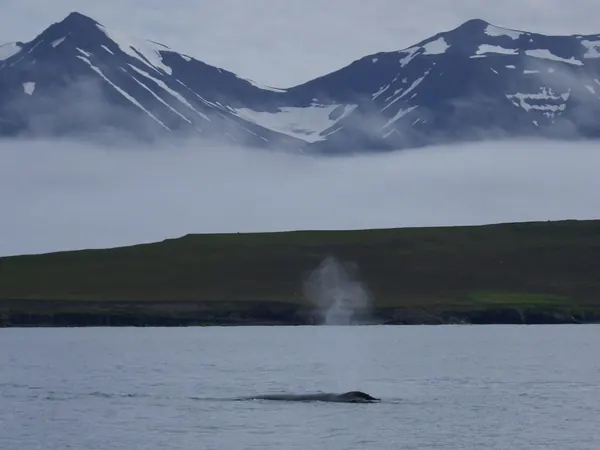 Whale spouting in Eyjafjordur, Akureyri
