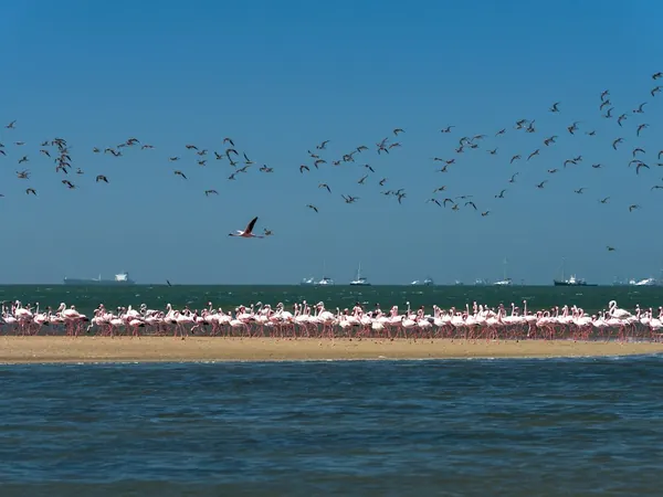 Walvis Bay lagoon, flamingos