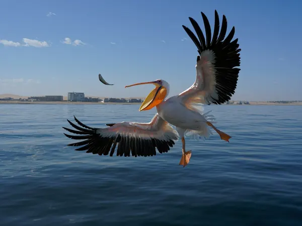 Walvis Bay, pelican over the lagoon