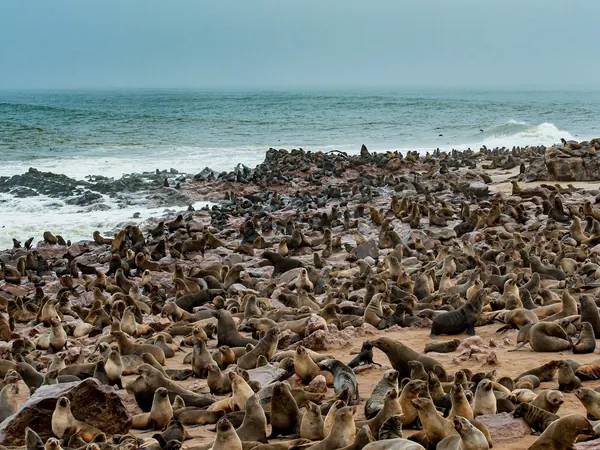 Cape Cross seal colony