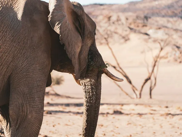 Desert-adapted elephant, Damaraland