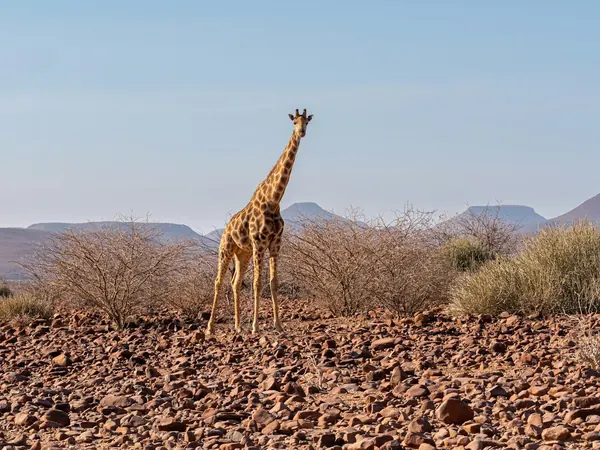 Giraffe in Damaraland on the way to Etosha