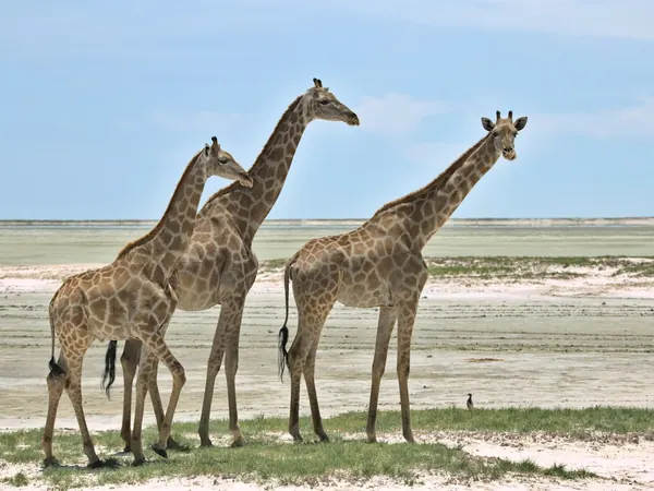 Etosha National Park, giraffes by the pan